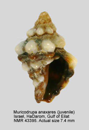 Muricodrupa anaxares.jpg - Muricodrupa anaxares (Kiener,1836)